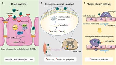 Role of Non-Coding RNA in Neurological Complications Associated With Enterovirus 71